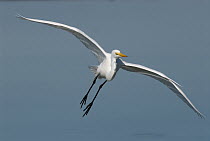 Great Egret (Ardea alba) flying, Fort Myers Beach, Florida