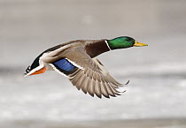 Mallard (Anas platyrhynchos) male flying showing speculum feathers on wing, Belle Isle Park, Michigan