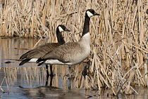 Canada Goose (Branta canadensis) pair in frozen marsh, Kensington Metropark, Milford, Michigan