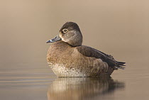 Ring-necked Duck (Aythya collaris) female, Island Lake Recreation Area, Michigan