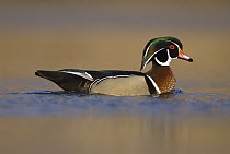 Wood Duck (Aix sponsa) male swimming, Lapeer State Game Area, Michigan