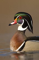 Wood Duck (Aix sponsa) male in breeding plumage, Lapeer State Game Area, Michigan