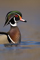 Wood Duck (Aix sponsa) male in breeding plumage, Lapeer State Game Area, Michigan