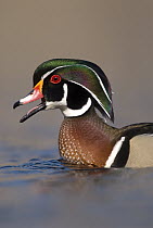 Wood Duck (Aix sponsa) male calling, Lapeer State Game Area, Michigan