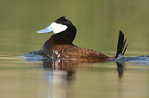 Ruddy Duck (Oxyura jamaicensis) male swimming, J. Clark Salyer National Wildlife Refuge, North Dakota