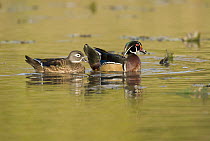 Wood Duck (Aix sponsa) pair swimming, Lapeer State Game Area, Michigan