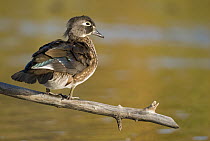 Wood Duck (Aix sponsa) female, North Chagrin Reservation, Ohio