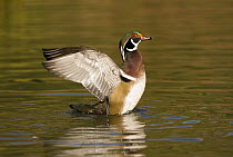 Wood Duck (Aix sponsa) male stretching wings, North Chagrin Reservation, Ohio