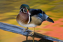 Wood Duck (Aix sponsa) male in breeding plumage, North Chagrin Reservation, Ohio