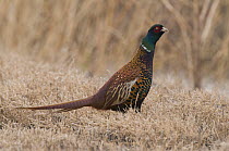 Ring-necked Pheasant (Phasianus colchicus) male, Bosque del Apache National Wildlife Refuge, New Mexico