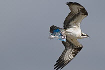 Osprey (Pandion haliaetus) carrying plastic bag, Merritt Island National Wildlife Refuge, Florida