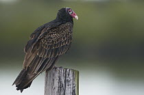 Turkey Vulture (Cathartes aura), Merritt Island National Wildlife Refuge, Florida