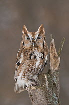 Eastern Screech Owl (Megascops asio) red morph, Howell Nature Center, Michigan. Sequence 1 of 2