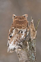 Eastern Screech Owl (Megascops asio) red morph, rotating head 180 degrees, Howell Nature Center, Michigan. Sequence 2 of 2