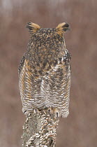 Great Horned Owl (Bubo virginianus), rotating head 180 degrees, Howell Nature Center, Michigan. Sequence 2 of 2