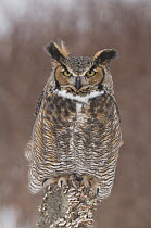 Great Horned Owl (Bubo virginianus), Howell Nature Center, Michigan. Sequence 1 of 2