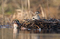 Wood Duck (Aix sponsa) pair with female on nest, Island Lake Recreation Area, Michigan
