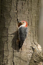 Red-bellied Woodpecker (Melanerpes carolinus) male at nest cavity, Huron Meadows Metropark, Michigan