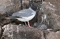 Swallow-tailed Gull (Creagrus furcatus) and chick, Galapagos Islands, Ecyador