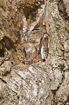 Eastern Screech Owl (Megascops asio) red morph camouflaged in tree, Howell Nature Center, Michigan