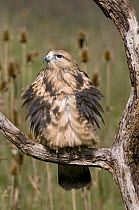 Rough-legged Hawk (Buteo lagopus) puffing up feathers to keep warm, Howell Nature Center, Michigan