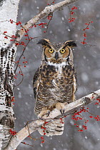 Great Horned Owl (Bubo virginianus) in winter, Howell Nature Center, Michigan