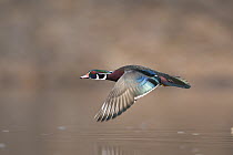 Wood Duck (Aix sponsa) male flying, Lapeer State Game Area, Michigan