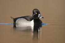 Ring-necked Duck (Aythya collaris) male in breeding plumage, Island Lake Recreation Area, Michigan