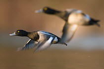 Greater Scaup (Aythya marila) males flying, Island Lake Recreation Area, Michigan