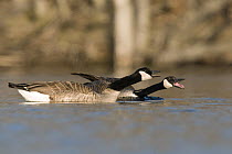 Canada Goose (Branta canadensis) pair calling, Island Lake Recreation Area, Michigan