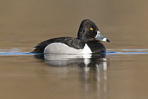 Ring-necked Duck (Aythya collaris) male in breeding plumage, Island Lake Recreation Area, Michigan
