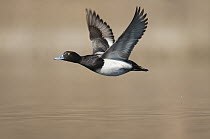 Greater Scaup (Aythya marila) male flying, Island Lake Recreation Area, Michigan
