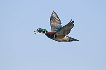 Wood Duck (Aix sponsa) male calling while flying, Island Lake Recreation Area, Michigan