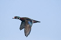Wood Duck (Aix sponsa) male flying, Island Lake Recreation Area, Michigan