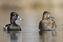 Ring-necked Duck (Aythya collaris) pair, Crow Island State Game Area, Michigan