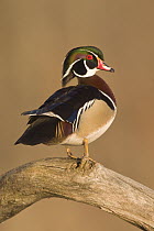 Wood Duck (Aix sponsa) male in breeding plumage, Island Lake Recreation Area, Michigan