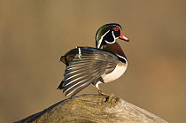 Wood Duck (Aix sponsa) male in stretching wing, Island Lake Recreation Area, Michigan