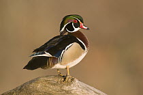 Wood Duck (Aix sponsa) male in breeding plumage, Island Lake Recreation Area, Michigan