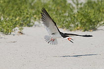 Black Skimmer (Rynchops niger) flying, Nickerson County Beach Park, New York