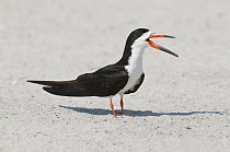 Black Skimmer (Rynchops niger) calling, Nickerson County Beach Park, New York