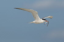 Common Tern (Sterna hirundo) carrying fish prey, Nickerson County Beach Park, New York
