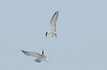 Common Tern (Sterna hirundo) pair fighting, Nickerson County Beach Park, New York