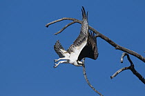 Osprey (Pandion haliaetus) taking flight, Yellowstone National Park, Wyoming