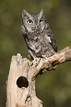 Eastern Screech Owl (Megascops asio) gray morph, Howell Nature Center, Michigan