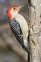 Red-bellied Woodpecker (Melanerpes carolinus) male, Kensington Metropark, Milford, Michigan