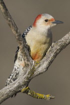 Red-bellied Woodpecker (Melanerpes carolinus) female, Kensington Metropark, Milford, Michigan