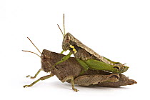 Wingless Grasshopper (Eremidium sp) pair mating, Silaka Nature Reserve, Eastern Cape, South Africa