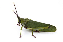 Gaudy Grasshopper (Taphronota sp) grasshopper, Silaka Nature Reserve, Eastern Cape, South Africa