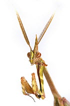 Mantid (Hemiempusa capensis), Western Cape, South Africa