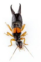 Earwig with aposematic coloration, La Selva Biological Research Station, Heredia, Costa Rica